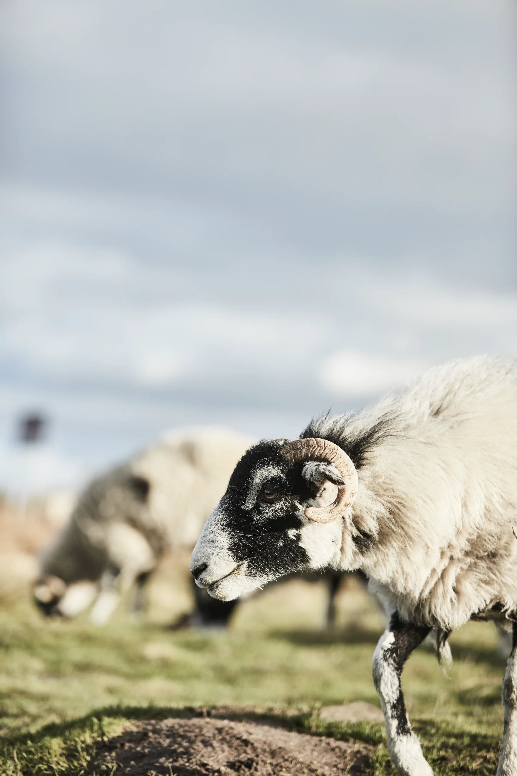 Image of sheep close up in a feild on a sunny day